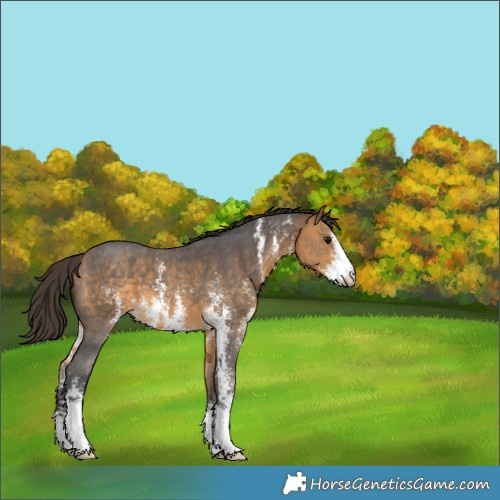 Horse Color:Buckskin Sabino 
