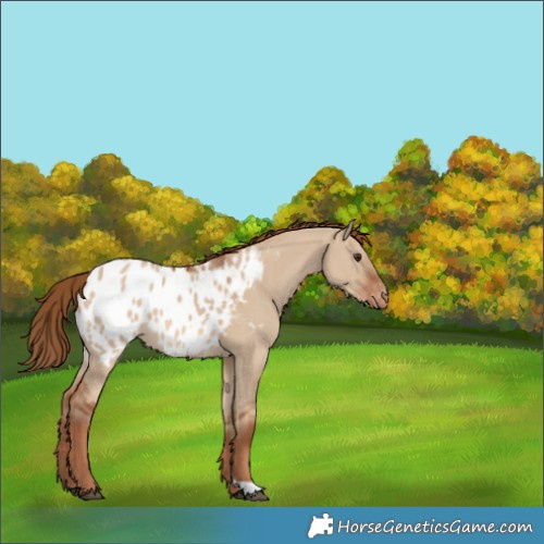 Horse Color:Red Dun Appaloosa 