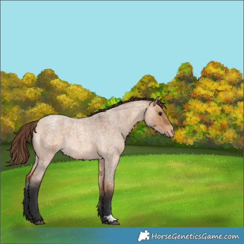 Horse Color:Bay Roan Dun Appaloosa 
