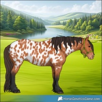 Horse Color:Bay Appaloosa 