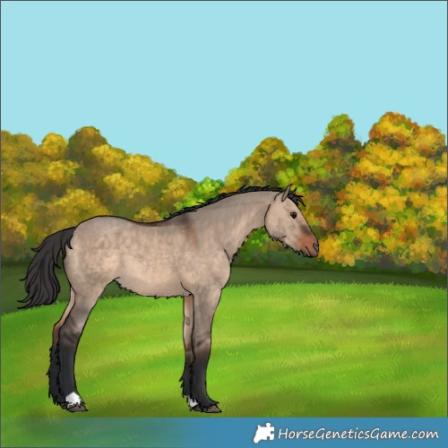 Horse Color:Brown Dun 