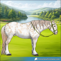 Horse Color:White Spotted Red Dun Near Leopard 