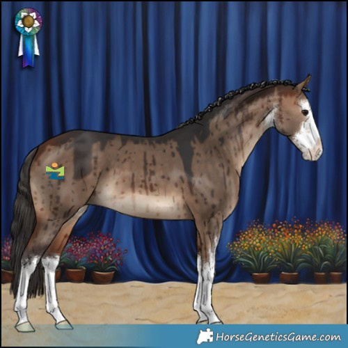 Horse Color:White Spotted Bay Dun Brindle 
