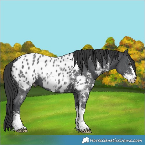 Horse Color:Black Sabino Appaloosa 