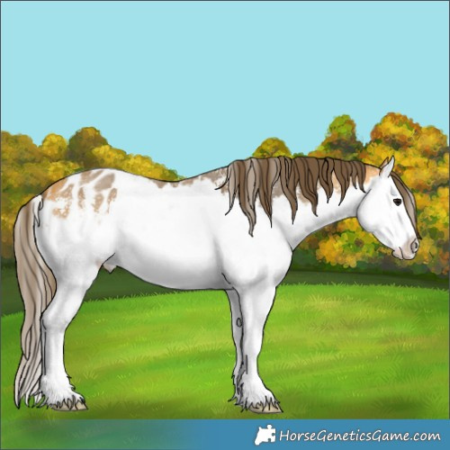Horse Color:Buckskin Sabino Splash Appaloosa 