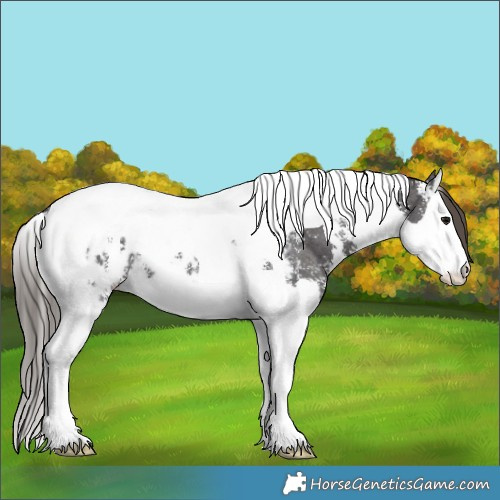 Horse Color:Smoky Black Sabino Splash Tobiano Appaloosa 