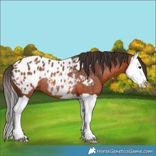 Horse Color:Bay Splash Appaloosa Rabicano 