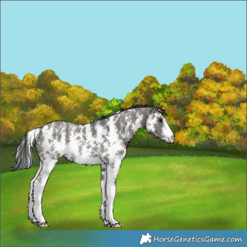Horse Color:Grullo Sabino Rabicano 