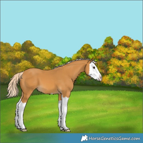 Horse Color:Palomino Splash 