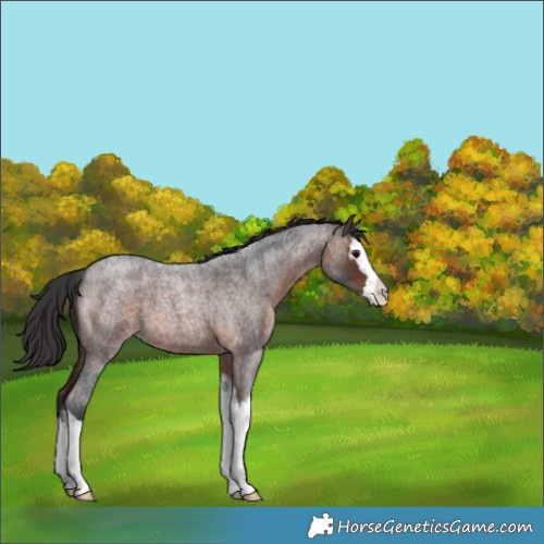 Horse Color:Brown Roan Splash 