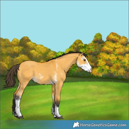 Horse Color:Buckskin Dun Sabino Rabicano 
