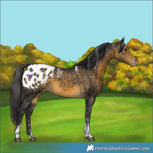 Horse Color:Powder White Buckskin Appaloosa 