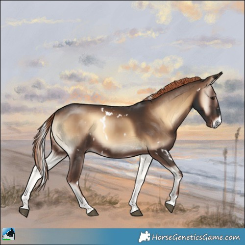 Horse Color:White Spotted Liver Red Onyx Sabino Rabicano 