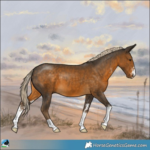Horse Color:Chocolate Palomino Sabino 