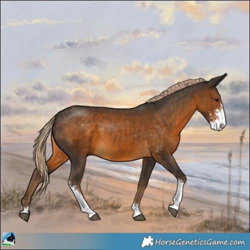 Horse Color:Chocolate Palomino Sabino