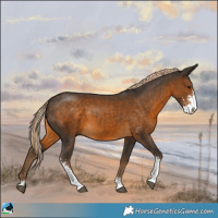 Horse Color:Chocolate Palomino Sabino