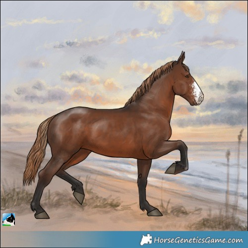 Horse Color:Liver Chestnut Sabino Rabicano 