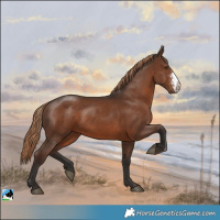 Horse Color:Liver Chestnut Sabino Rabicano