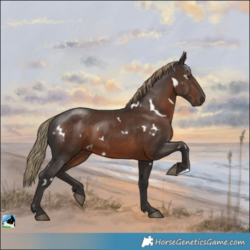 Horse Color:White Spotted Liver Chestnut Rabicano