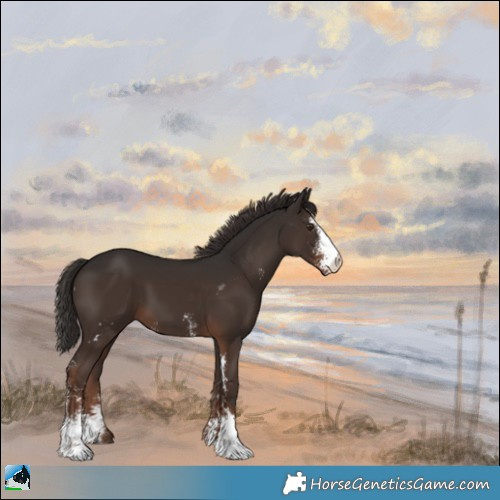 Horse Color:Liver Chestnut Sabino 