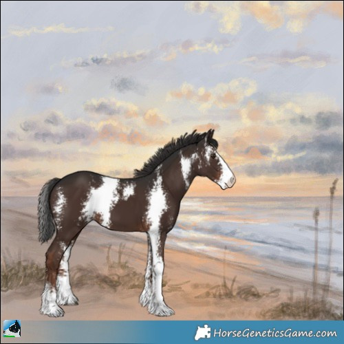 Horse Color:Liver Chestnut Sabino 