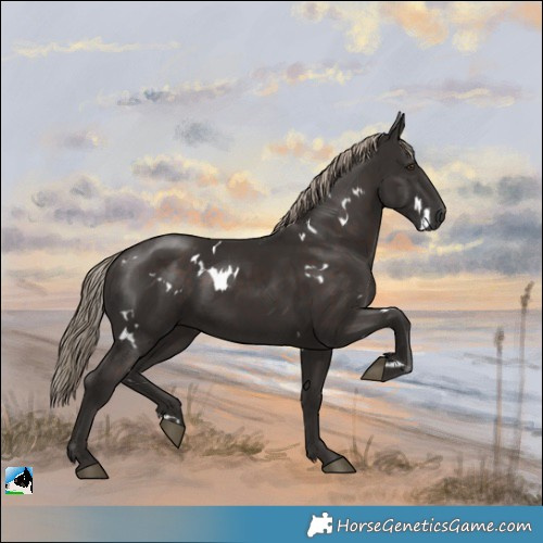 Horse Color:White Spotted Liver Chestnut