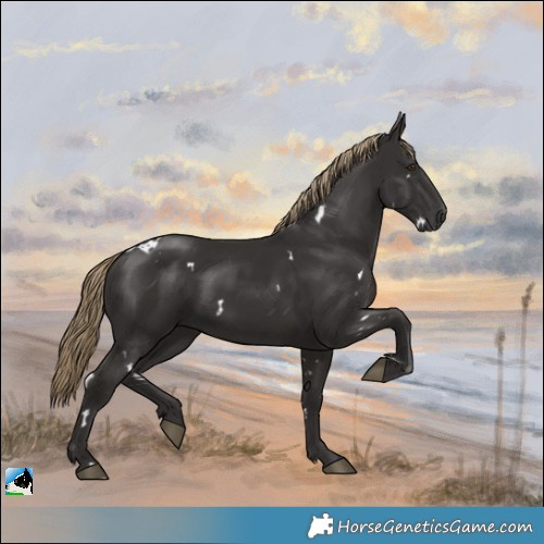 Horse Color:White Spotted Liver Chestnut 