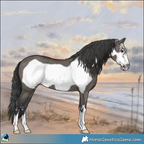 Horse Color:Grullo Frame 