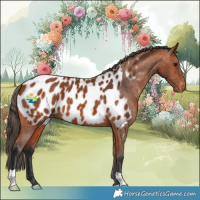 Horse Color:Bay Appaloosa 