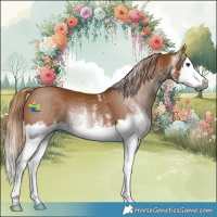 Horse Color:Gray White Spotted Chestnut Splash