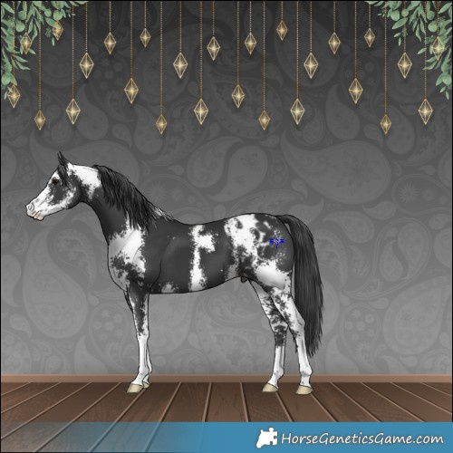 Horse Color:Black Sabino Appaloosa 