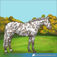 Horse Color:Silver Grullo Appaloosa 