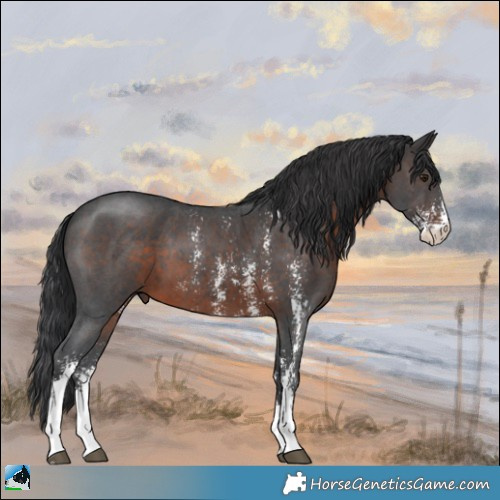 Horse Color:Brown Sabino 