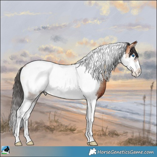 Horse Color:Bay Onyx Sabino Tobiano Frame Appaloosa Rabicano 