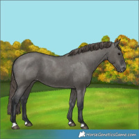 Horse Color:Grullo Varnish 