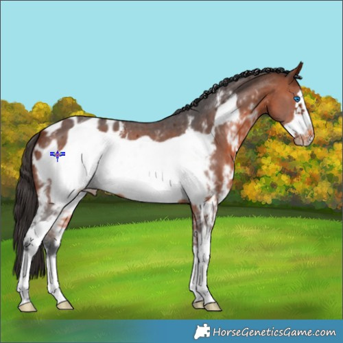 Horse Color:Bay Sabino Frame Blanket 