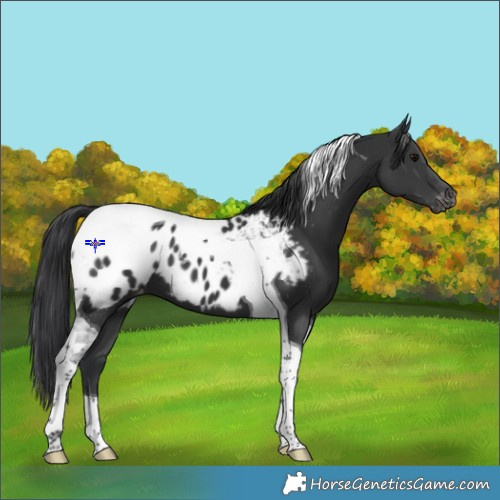 Horse Color:Black Tobiano Appaloosa 