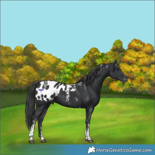 Horse Color:Powder White Black Tobiano Appaloosa 