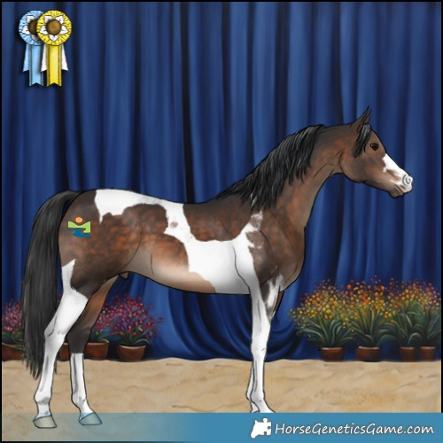 Horse Color:Brown Tobiano 
