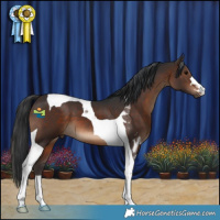 Horse Color:Brown Tobiano 