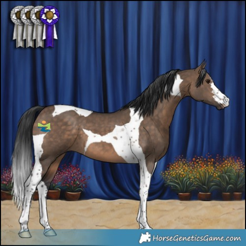 Horse Color:Brown Dun Tobiano 