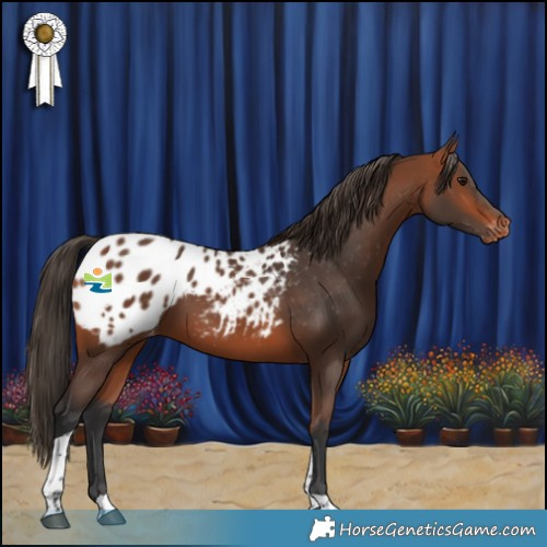 Horse Color:Bay Tobiano Appaloosa 