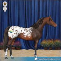 Horse Color:Bay Tobiano Blanket