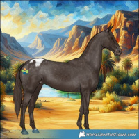 Horse Color:Liver Chestnut Appaloosa 