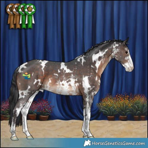 Horse Color:White Spotted Brown Sabino 