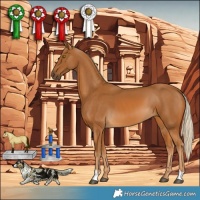 Horse Color:Palomino 