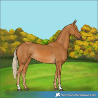 Horse Color:Palomino 