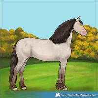 Horse Color:Amber Champagne Roan Dun 