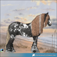 Horse Color:White Spotted Liver Chestnut Rabicano 