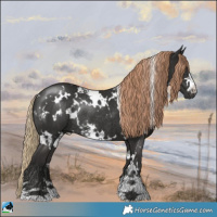 Horse Color:White Spotted Liver Chestnut Rabicano